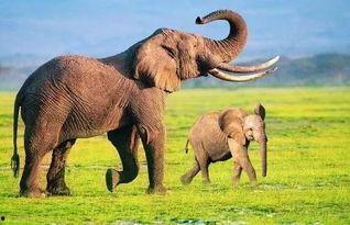 成人影院大象视频,成人影院的激情探索之旅