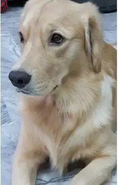 养狗成人崩溃视频素材高清,高清养狗成人崩溃瞬间