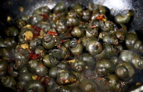 田螺变成人故事视频播放,一段跨越物种的奇幻旅程